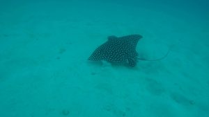 a ray in the BVIs